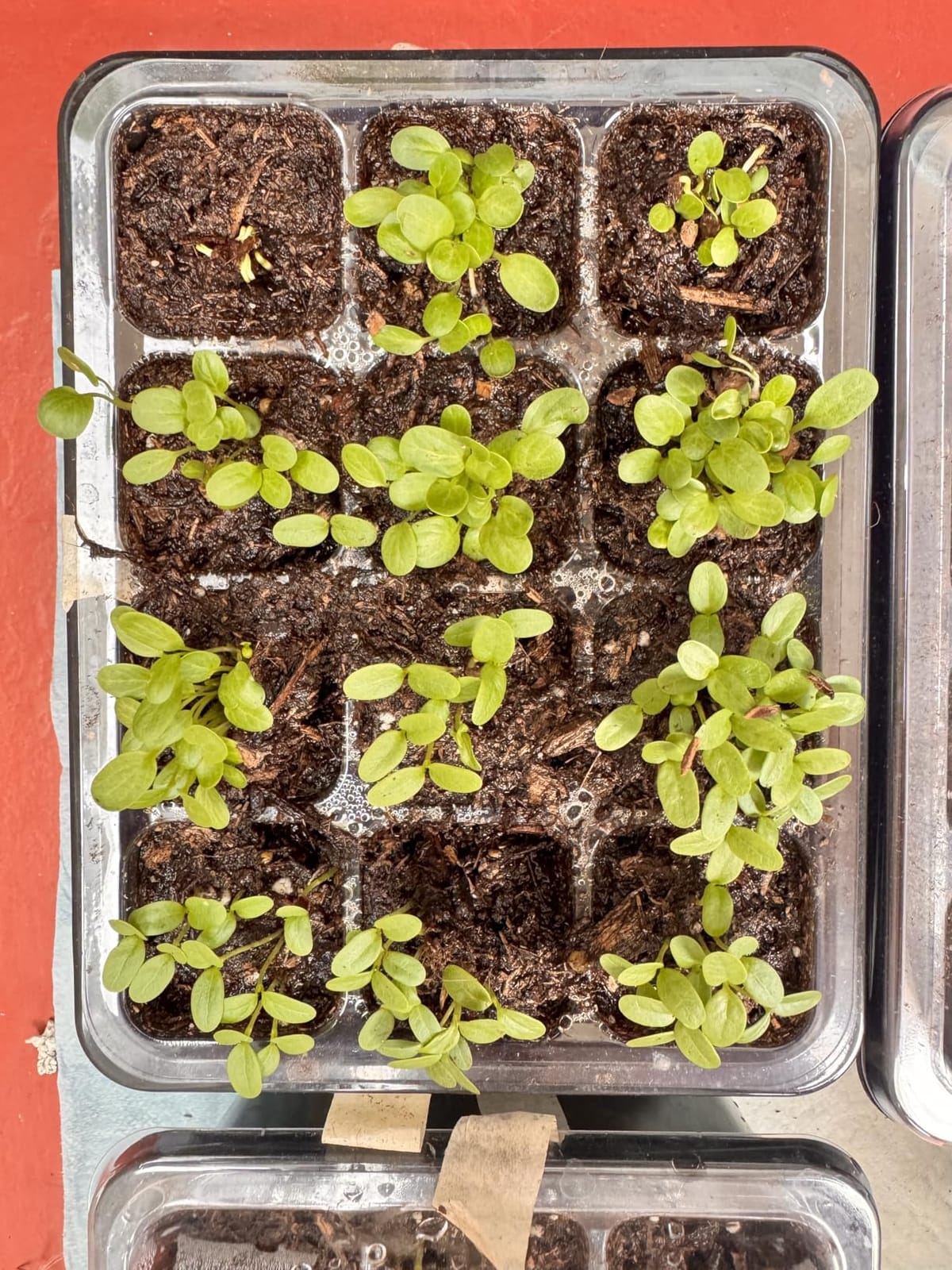 Bonviee 5-Pack Seed Starter Trays, Humidity Dome, Base, 12-Cell Tray, Green customer photo 2