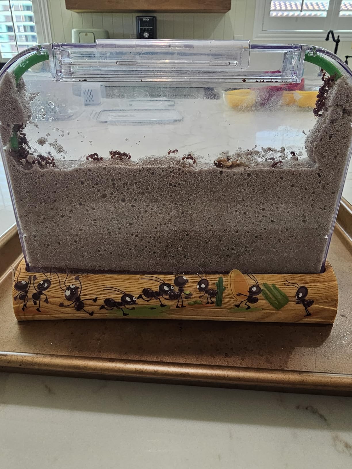 Ant Farm Kit for Kids - Farms Colony - Includes Ants Voucher - Sand Habitat customer photo 1