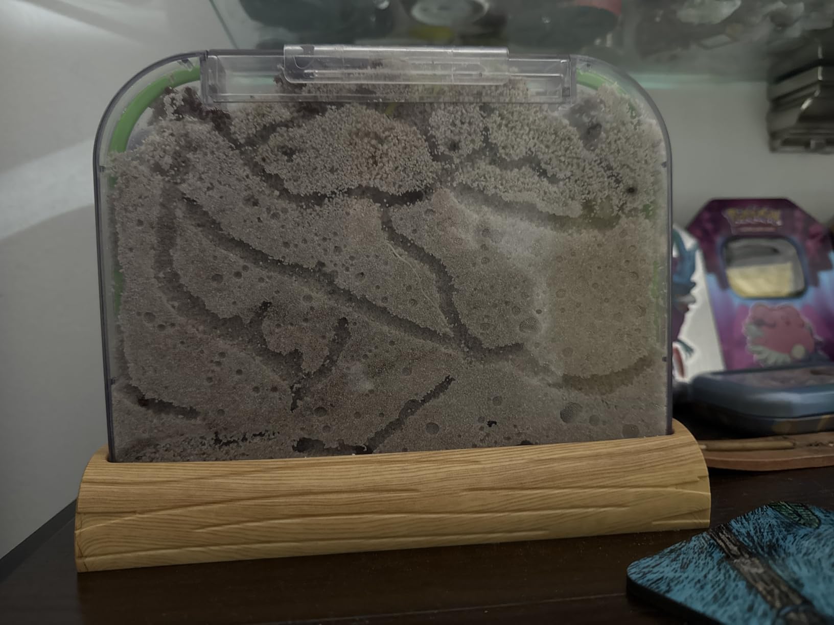 Ant Farm Kit for Kids - Farms Colony - Includes Ants Voucher - Sand Habitat customer photo 2