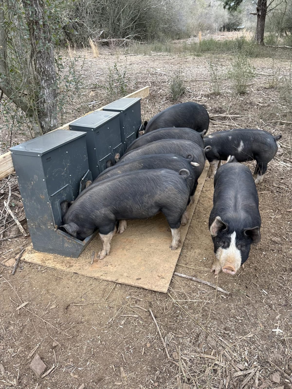 VEVOR Hog Feeder, 2.2 Bushel Capacity, Single Door Pig Feeder, Heavy Duty Steel Piglets Feeder, Multipurpose Trough Creep Feeder, Outdoor Livestock Feeder Farm Accessory for Feeding up to 5 Hogs customer photo 2