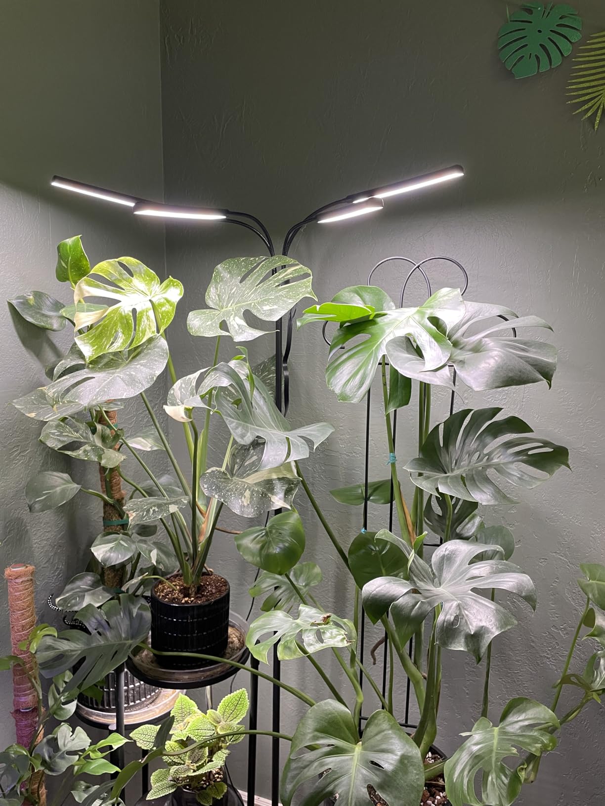 Kullsinss Tall Grow Lights for Indoor Plants with Stand, 2-Head 114 LEDs customer photo 2