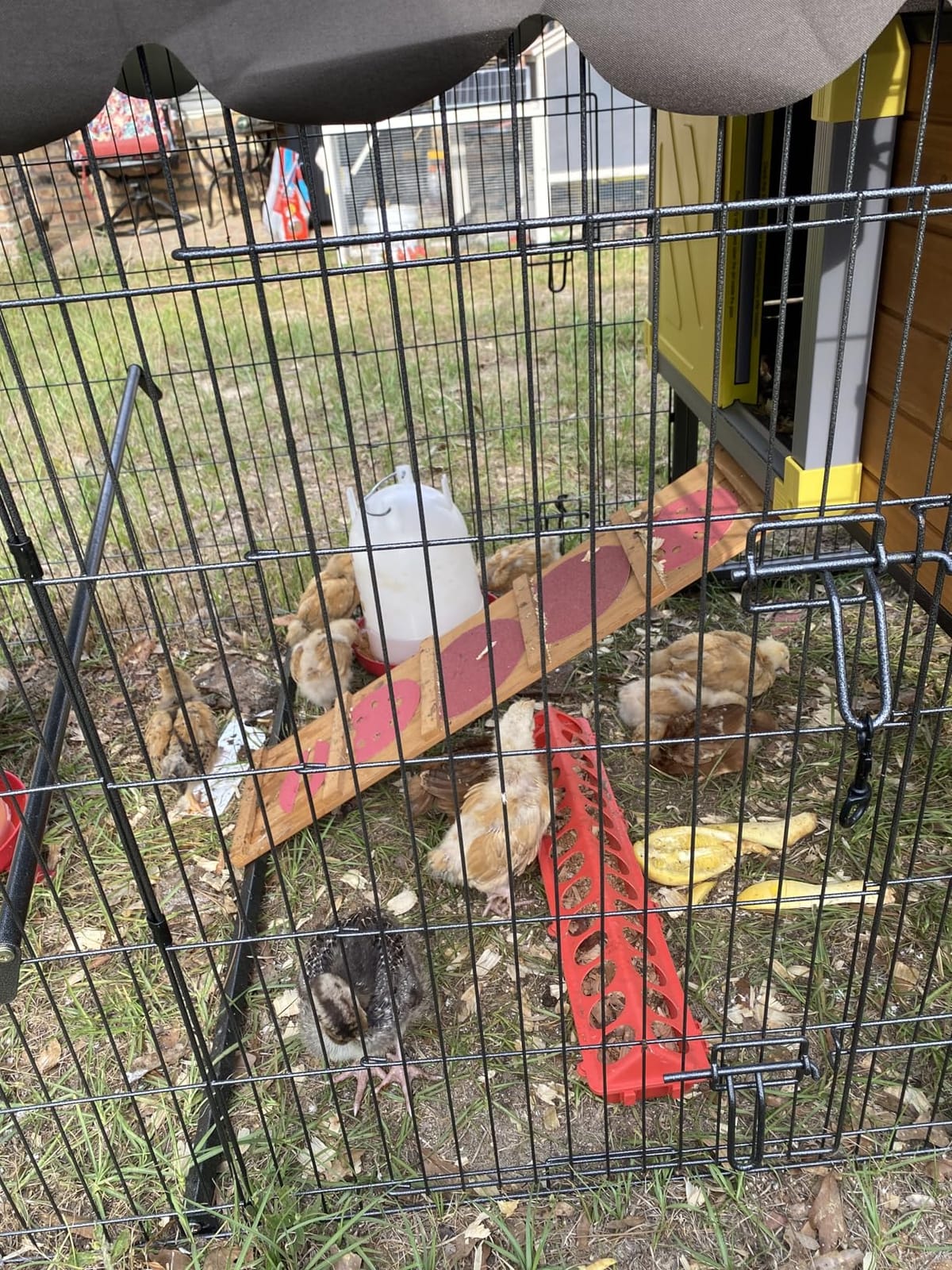 Large Chicken Coop with Run - Spacious 85