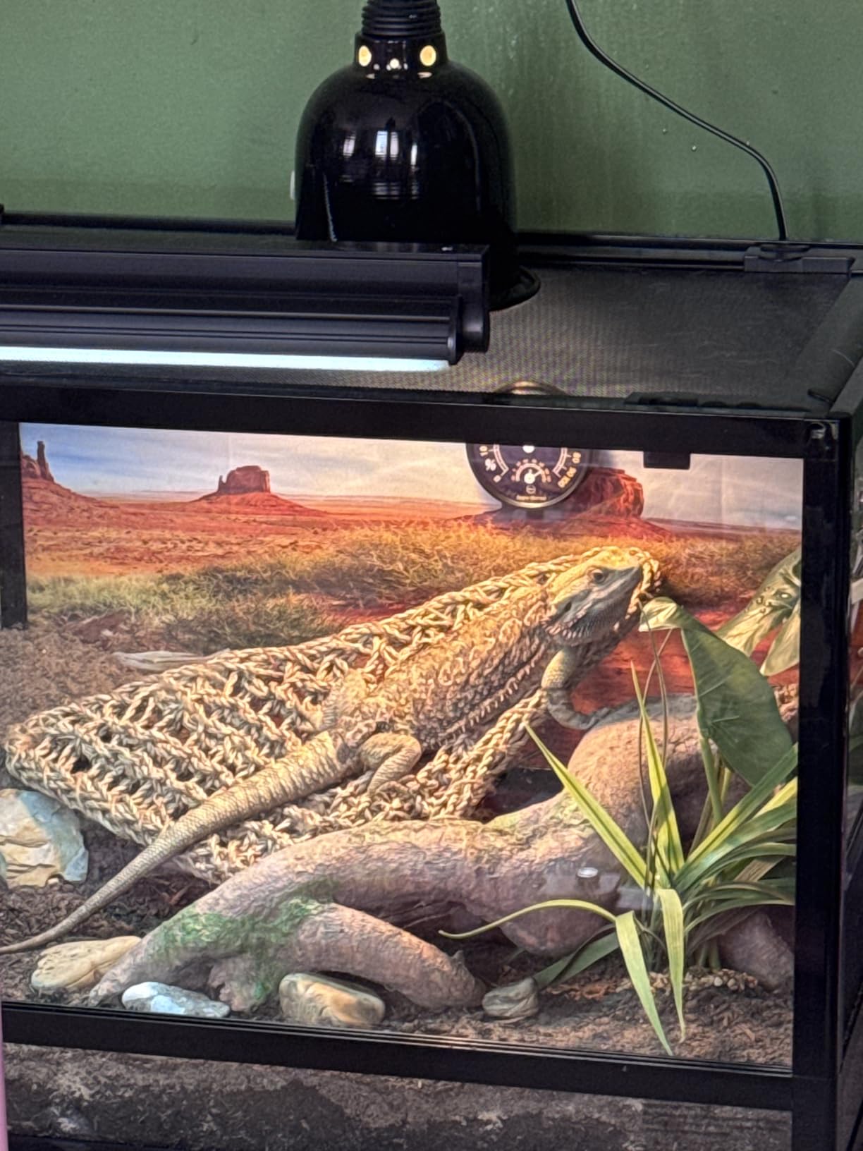 T5 UVB Reptile Light Fixture HO UVB Bulb Lighting Combo Kit, 10.0 UVB Light for Reptiles Terrarium Hood with 24W Reptile Light Bar UVA UVB Desert Lamp for Bearded Dragon Turtle Tank, 22Inch customer photo 1