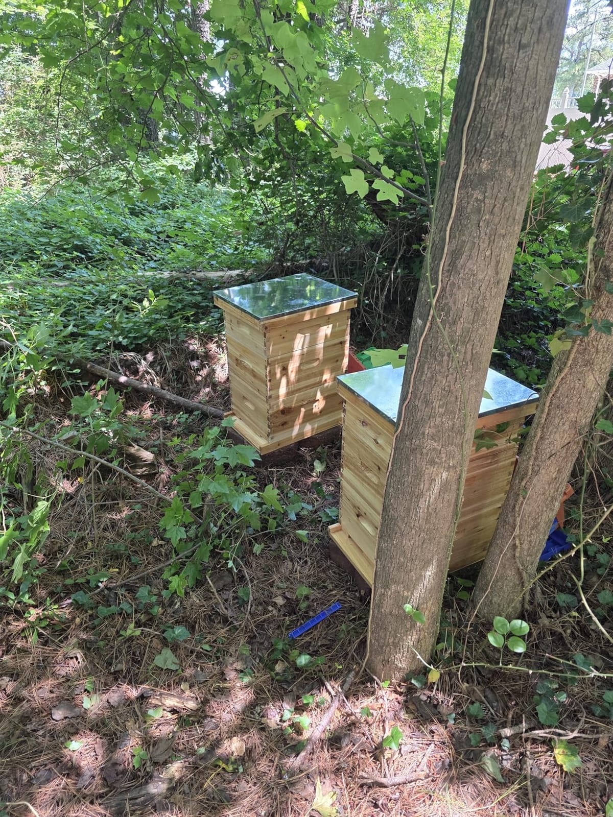 Gold Standard 10 Frame Bee Hive Beeswax Coated Includes Beehive Frames and Foundations (2 Deep Boxes & 1 Medium Box) customer photo 1