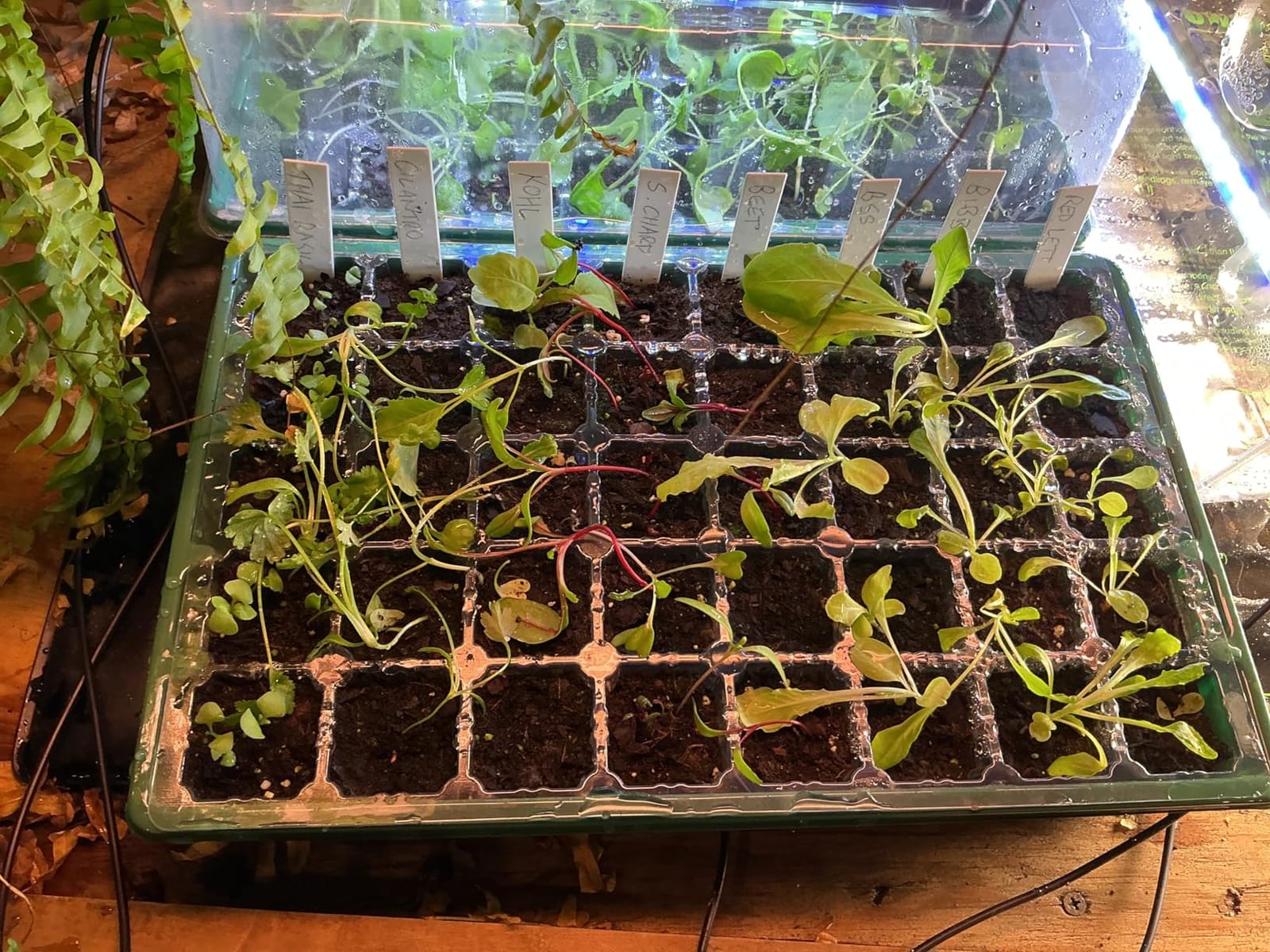 Sondiko Seed Starter Tray with Grow Light, Display Digital Controller customer photo 2