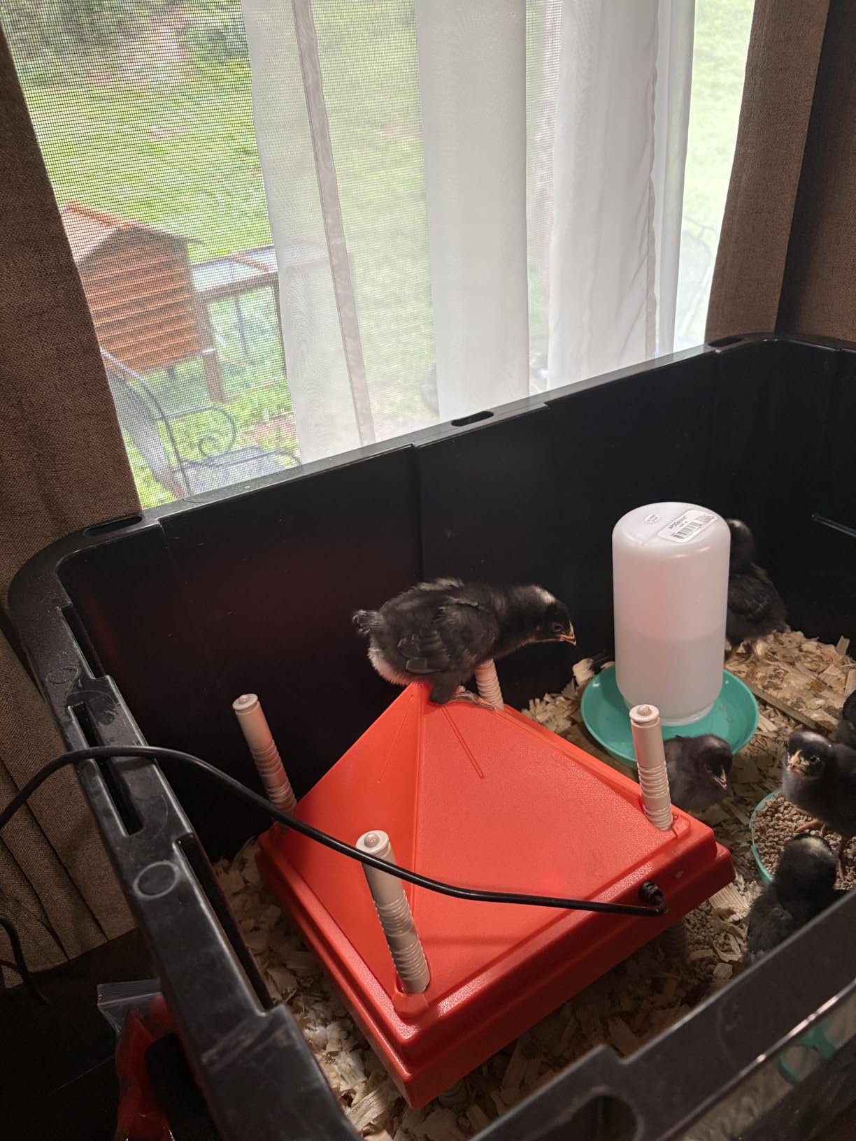 Chick Brooder Heating Plate 10