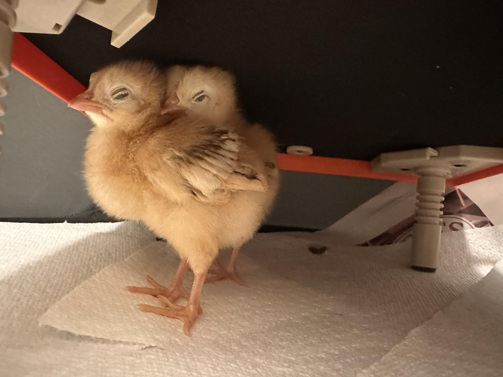 Chick Brooder Heating Plate 10