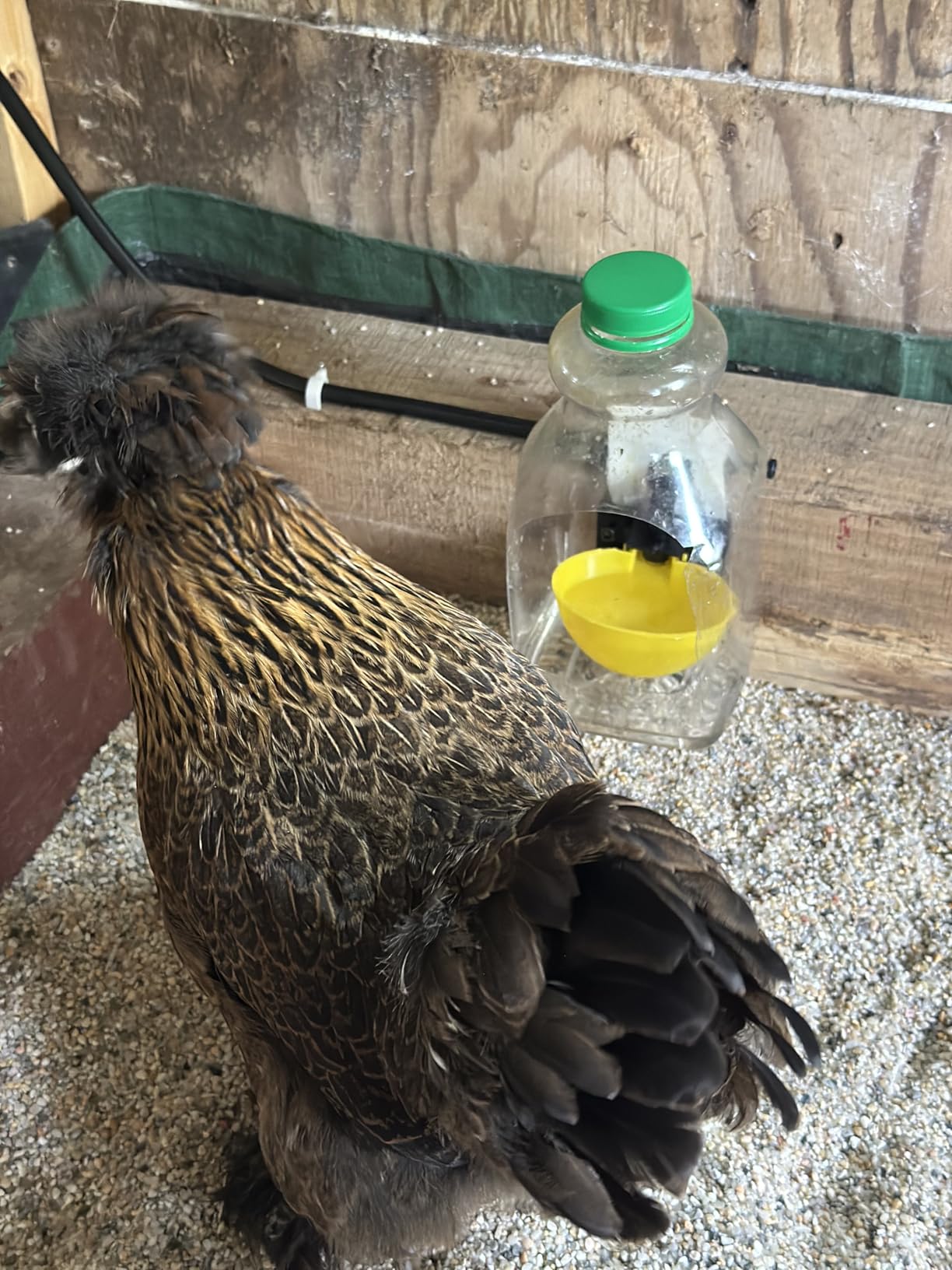 Automatic Chicken Water System, Complete Set with Large Water Cup,Pipeline customer photo 1