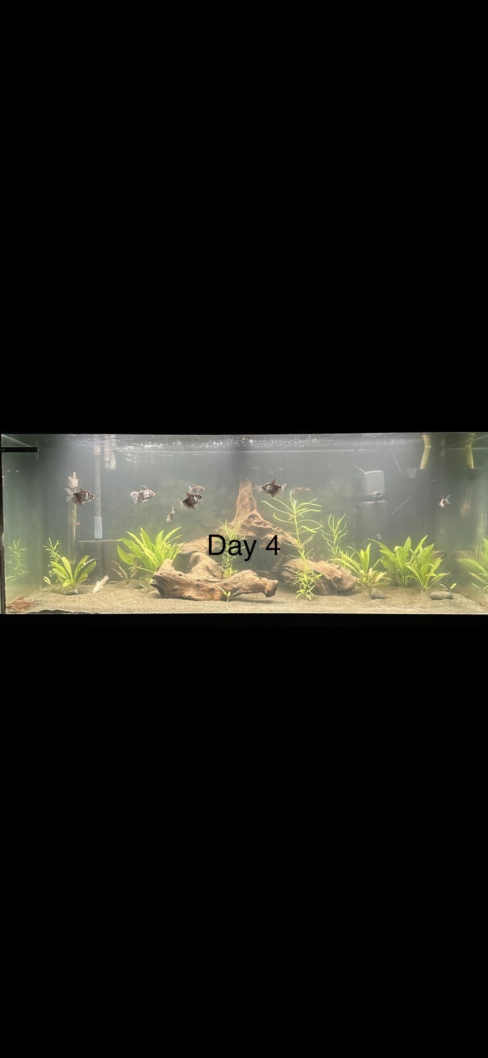 AquaMiracle Aquarium U-V Filter for Green Water Control with Timer, with Filter Sponge, Fish Tank Filter Turtle Filter with Aeration/Rainfall Mode for 40-150 Gallon Aquariums Freshwater and Saltwater customer photo 2