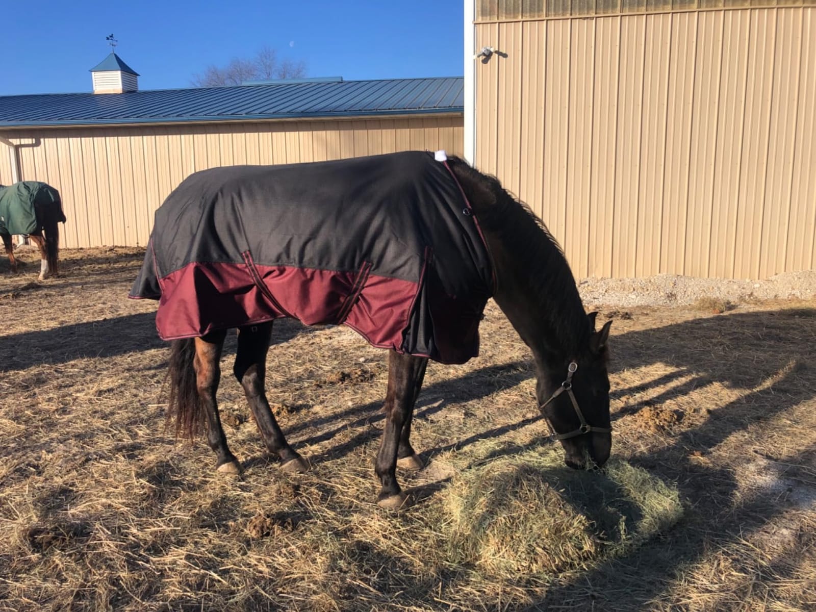 LEAFOREST 1200D Horse Turnout Blanket Waterproof 200g Fill Winter Cold Wet customer photo 1