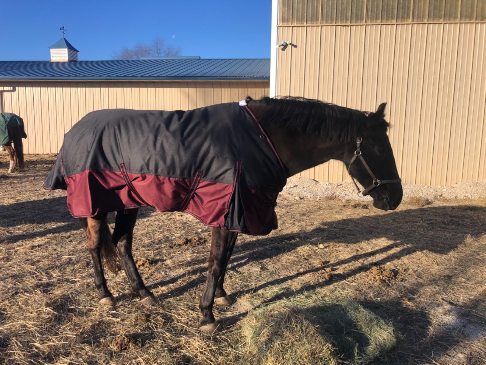 LEAFOREST 1200D Horse Turnout Blanket Waterproof 200g Fill Winter Cold Wet customer photo 2
