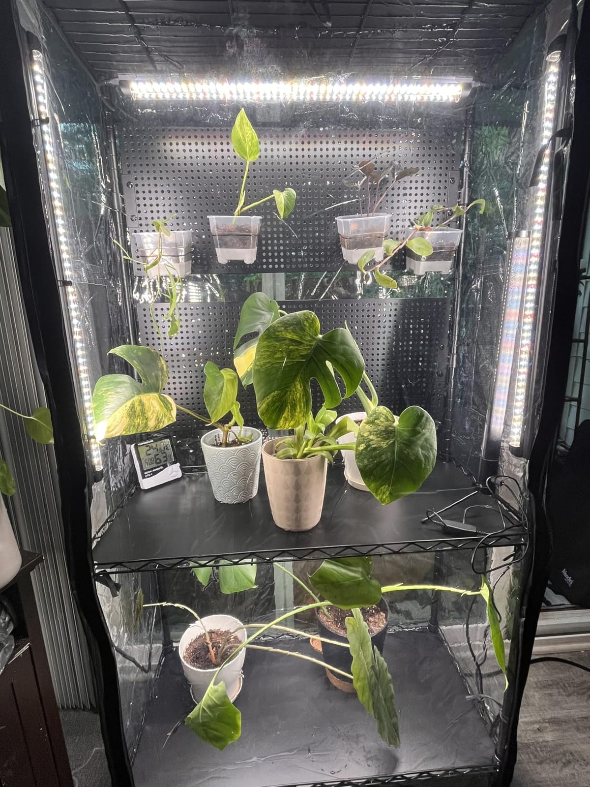 Bstrip Indoor Greenhouse with Grow Light and Pegboard, 29.5x13.8x59in customer photo 1