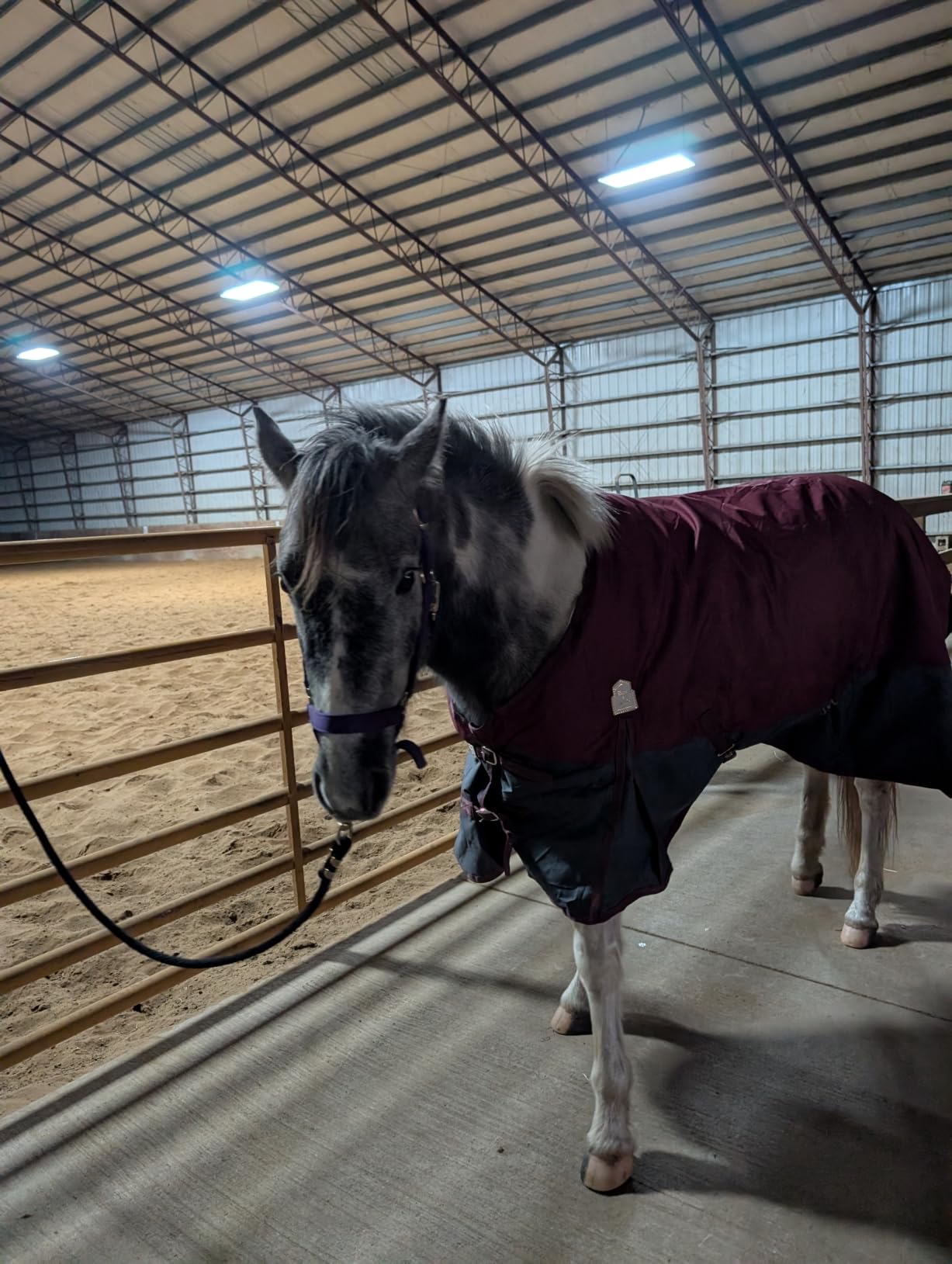 BARN & STABLE 600Denier 3000mm/3000mvp Super Waterproof & Breathable Horse Blankets for Winter with 200g Fill customer photo 1