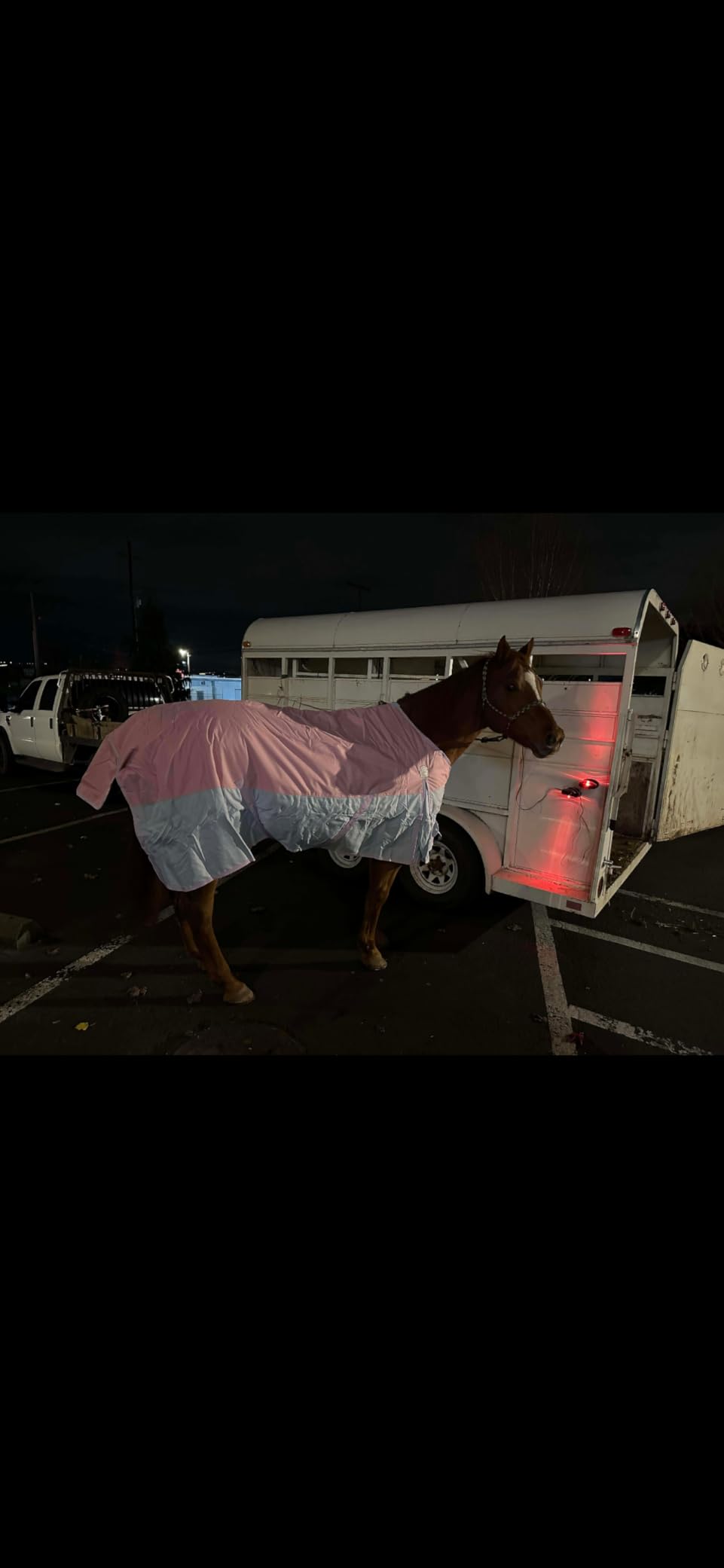 BARN & STABLE 600Denier 3000mm/3000mvp Super Waterproof & Breathable Horse Blankets for Winter with 200g Fill customer photo 2