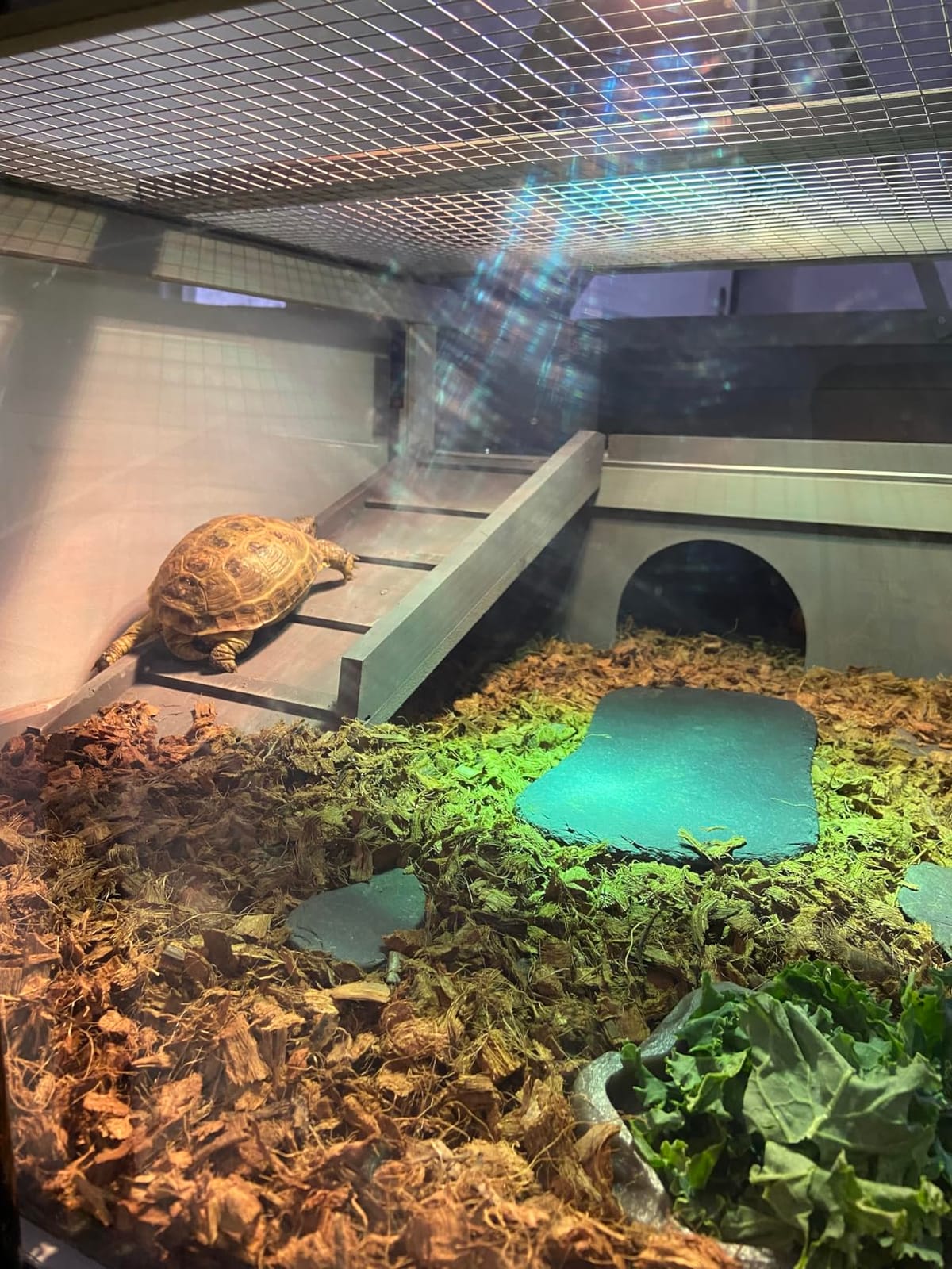 BIRASIL Wood Tortoise Enclosure with Adjustable Light Stand,2-Tier Habitat Reptile Cage with Swimming Area Feeding Area, Tortoises House for Small Animals Lizards Hamster (Gray/White) customer photo 2