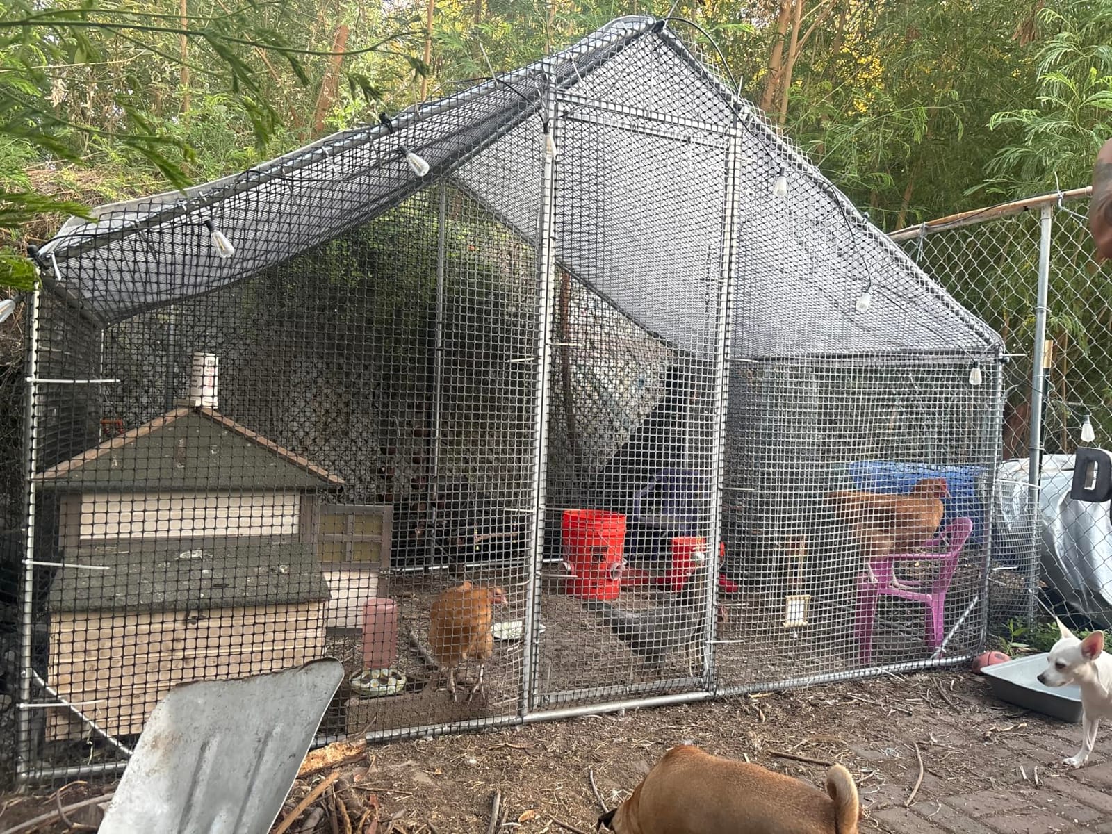 CAMMOO Walk in Chicken Coop, 13.1x9.8x6.6ft Chicken Run for Yard with Cover customer photo 2