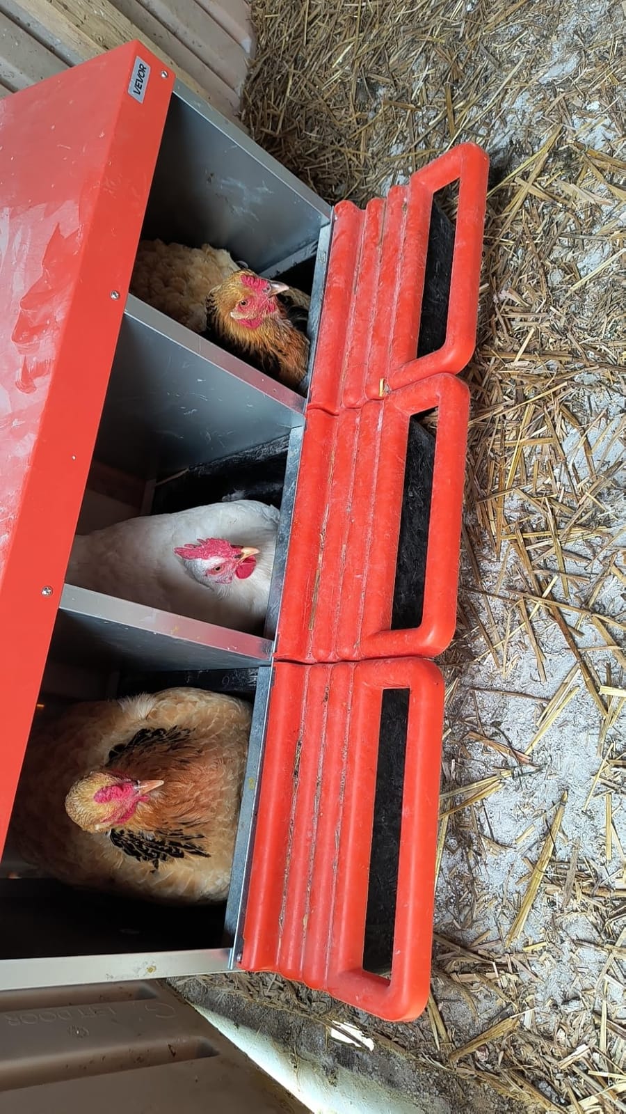 VEVOR Chicken Nesting Boxes, 2 Compartments, Easy Egg Collection, Wall Mount, Easy to Assemble, Galvanized Steel and High-Strength Plastic, Roll Away Nesting Boxes for Chickens Laying Eggs, Orange customer photo 1