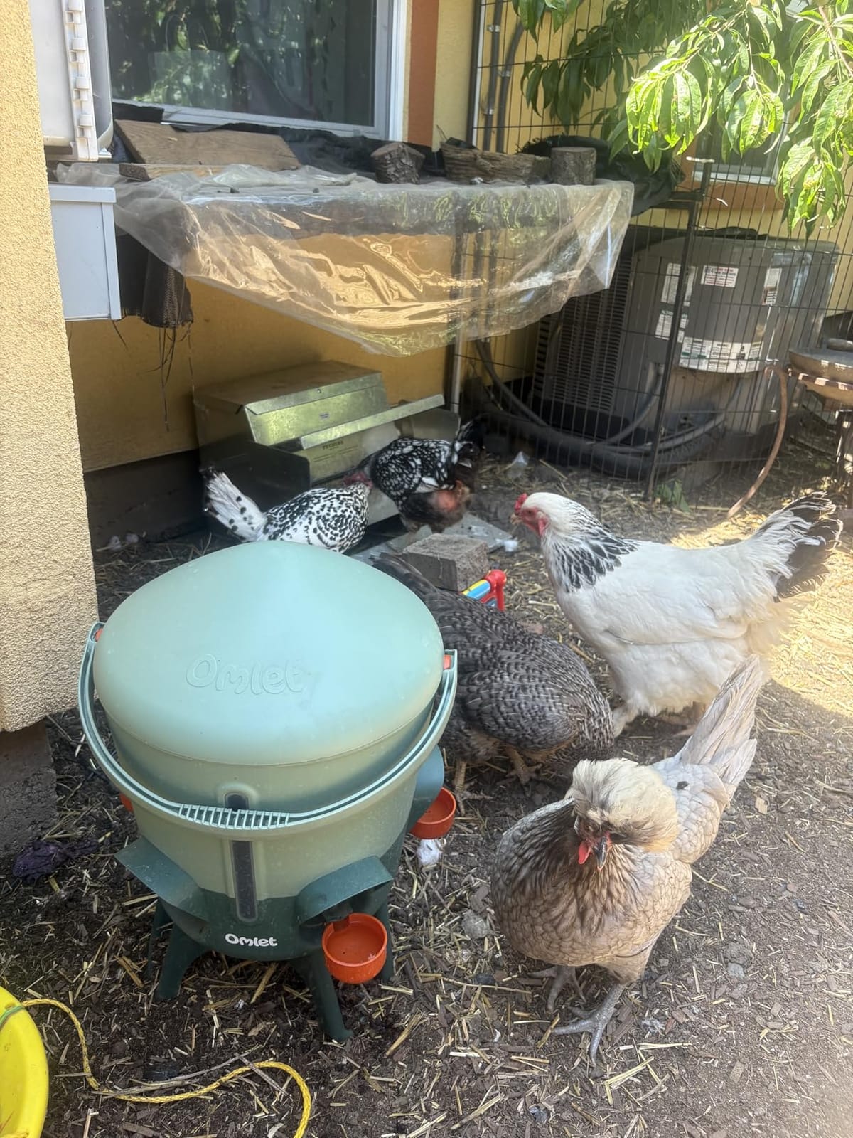 Omlet Insulated Chicken Waterer, 3 Gallon | Automatic Poultry Water Dispenser with 5 Cups & Nipples Included | BPA-Free | Anti-Roost Lid | Sage Green customer photo 2