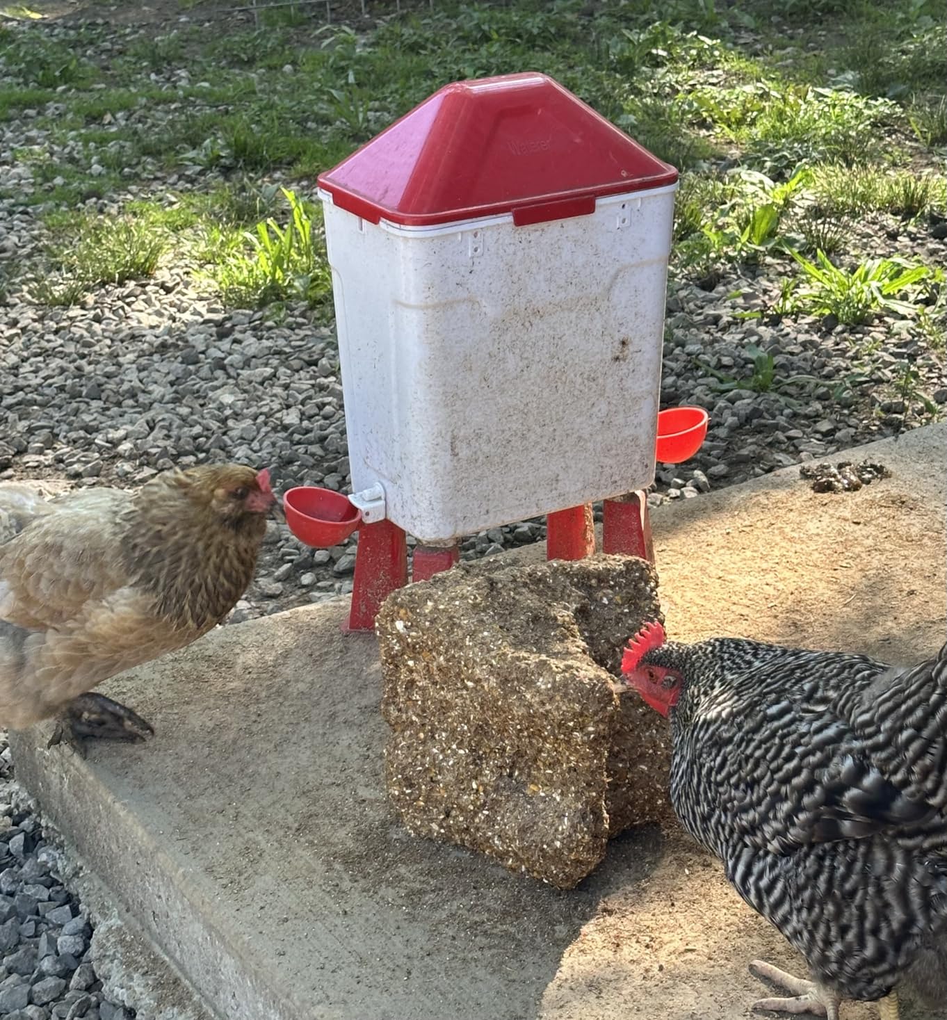 3 Gallon Automatic Chicken Waterer, Hands-Free Hydration customer photo 1