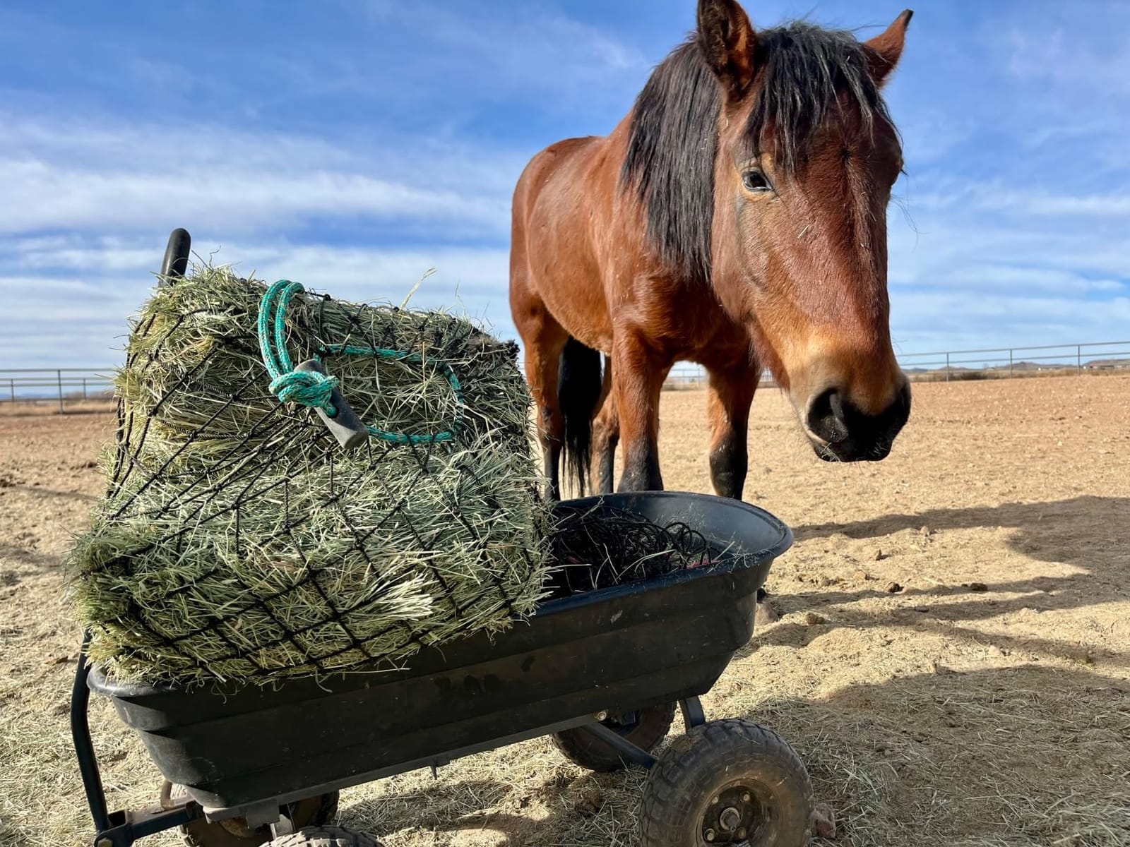 hay chix Half Bale Hay Net for Horses | 1 3/4