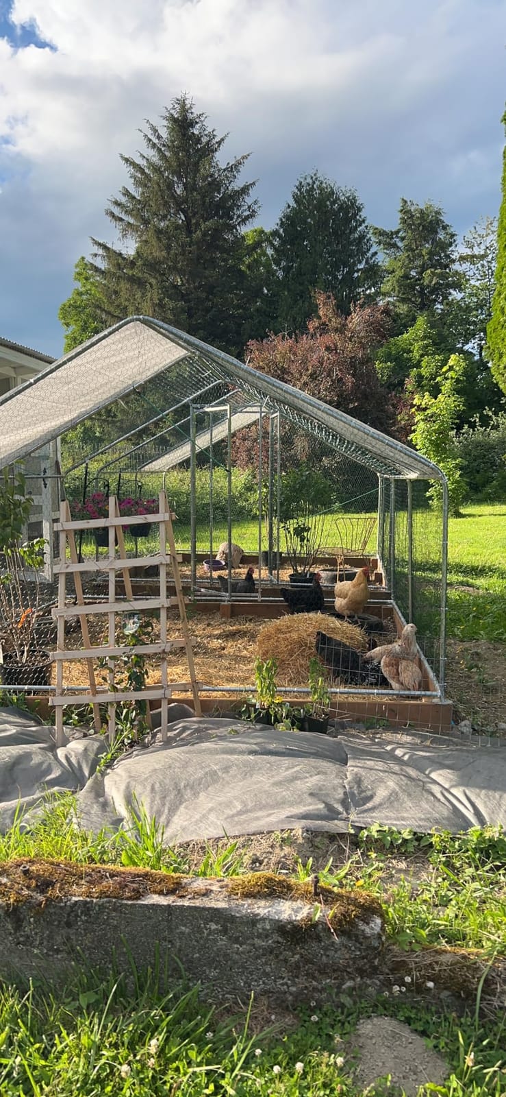 Metal Chicken Coop with Hardware Cloth, Walk-in Poultry Cage for Hen Duck customer photo 1