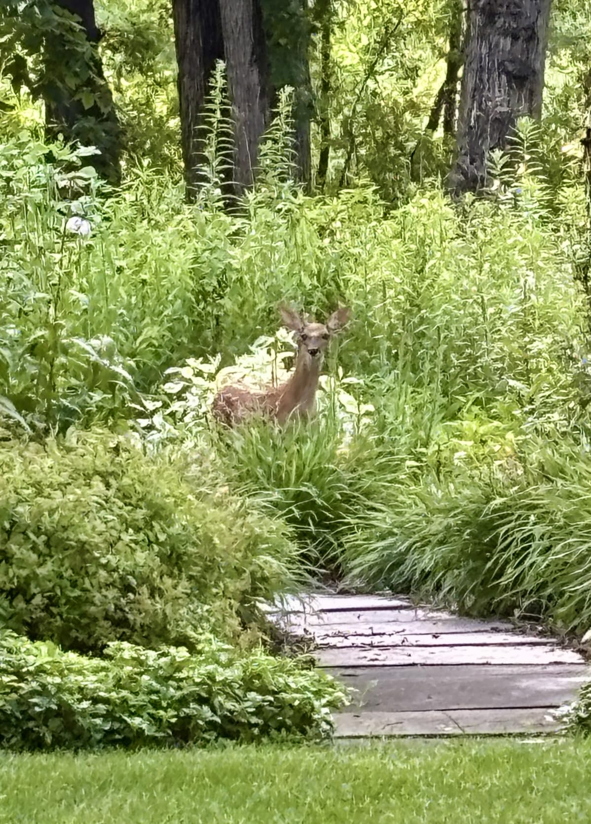 LAQDECDV Deer Repellent, Rabbit Repellent Outdoor, Deer Deterren for Yard & Garden, Bunny Repellent Balls, Keep Deer, Elk, Moose Away from Plant/Tree, Deer & Rabbit Repellant, 90 Days Protection-8P customer photo 1
