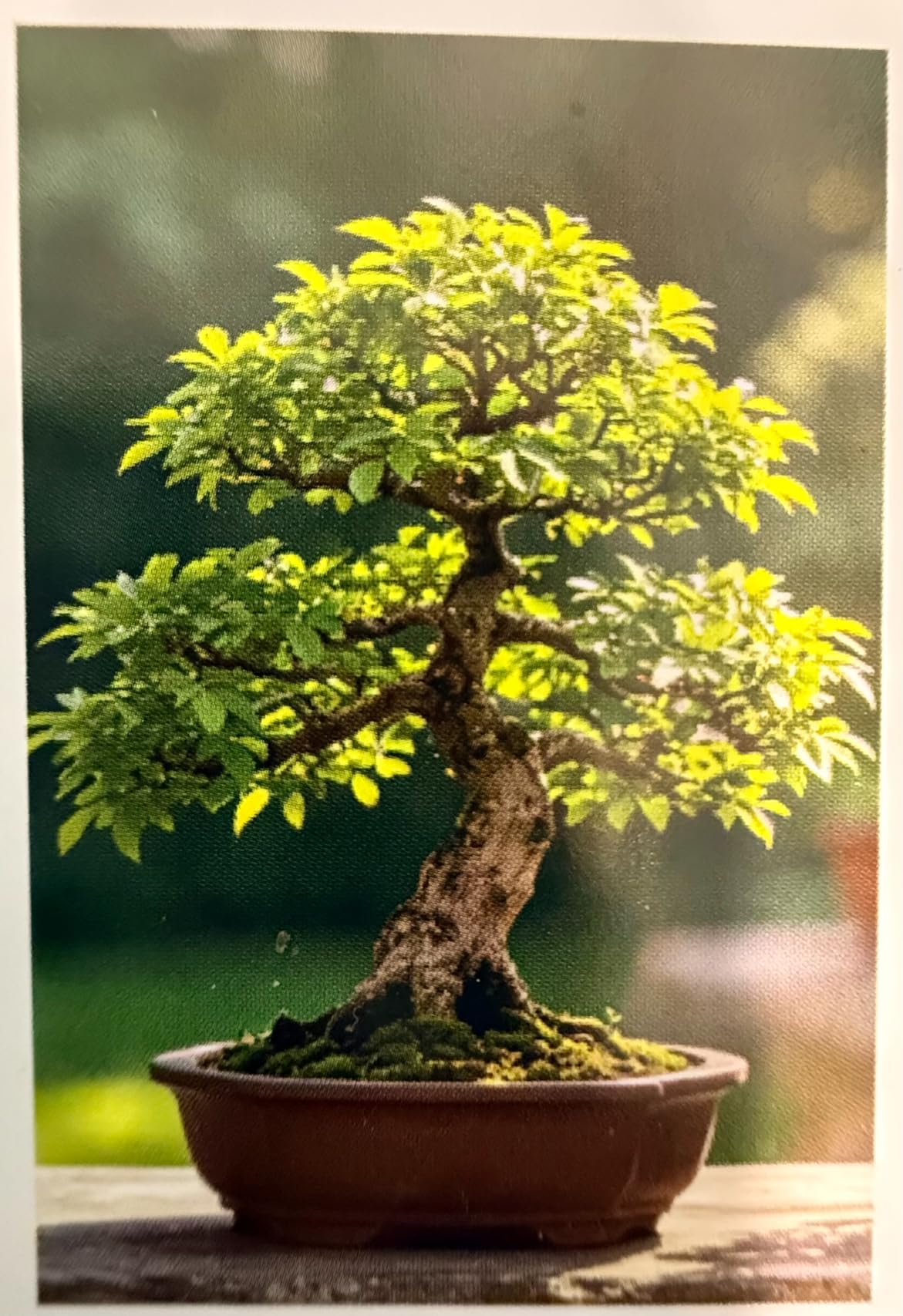 8 Pack Bonsai Tree Kit with Complete Tools, 8X Unique Seeds Bonzai Tree Live Kits, Complete Indoor Bonsai Starter Kit with Woven Basket, Perfect Garden Gift for Mom, Men, Women, Plant Lover customer photo 2