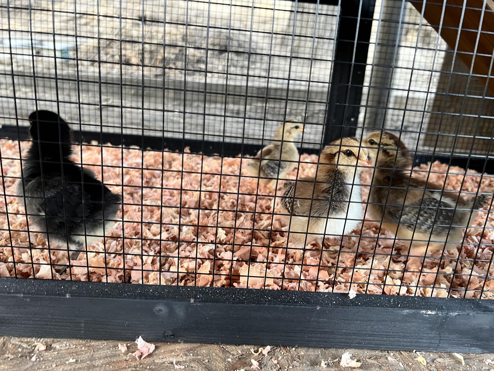 Petsfit Outdoor Chicken Coop with Run for 4-6 Chickens, 3 Nesting Boxes customer photo 1