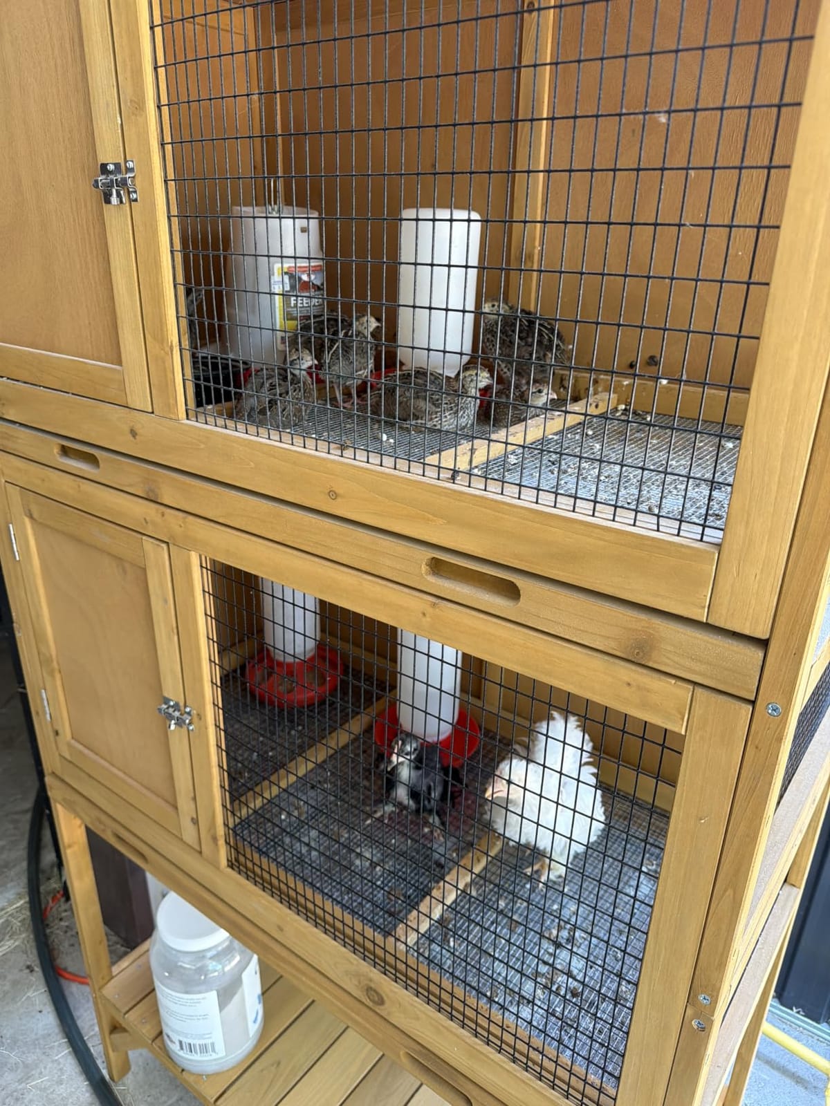 GDLF Wooden Quail Cage Indoor, 2-Tier Quail Coop with Pull-Out Trays customer photo 2