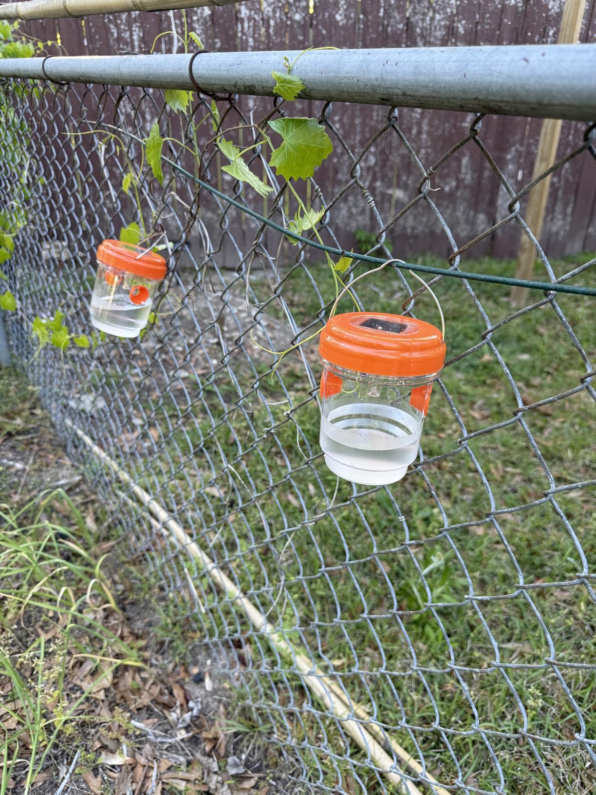 Wasp Traps Outdoor Hanging, 4 Packs customer photo 2
