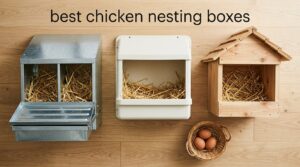 best chicken nesting boxes
