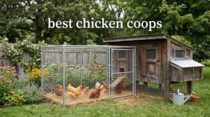 best chicken coops