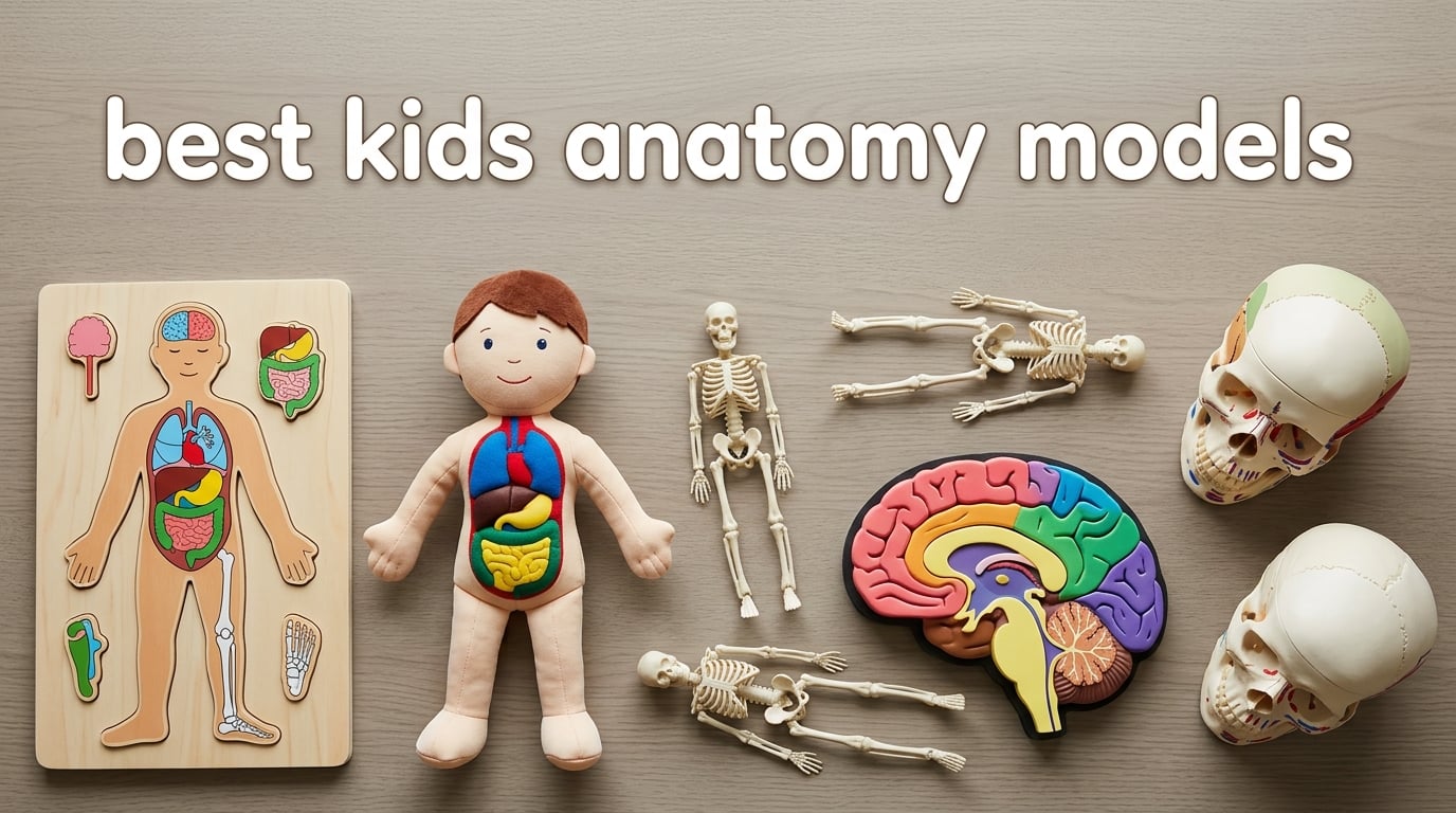 best kids anatomy models