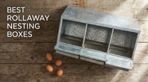 best rollaway nesting boxes