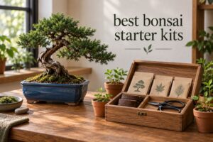best bonsai starter kits
