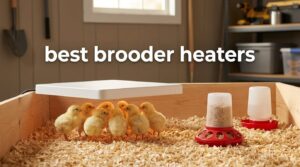 best brooder heaters