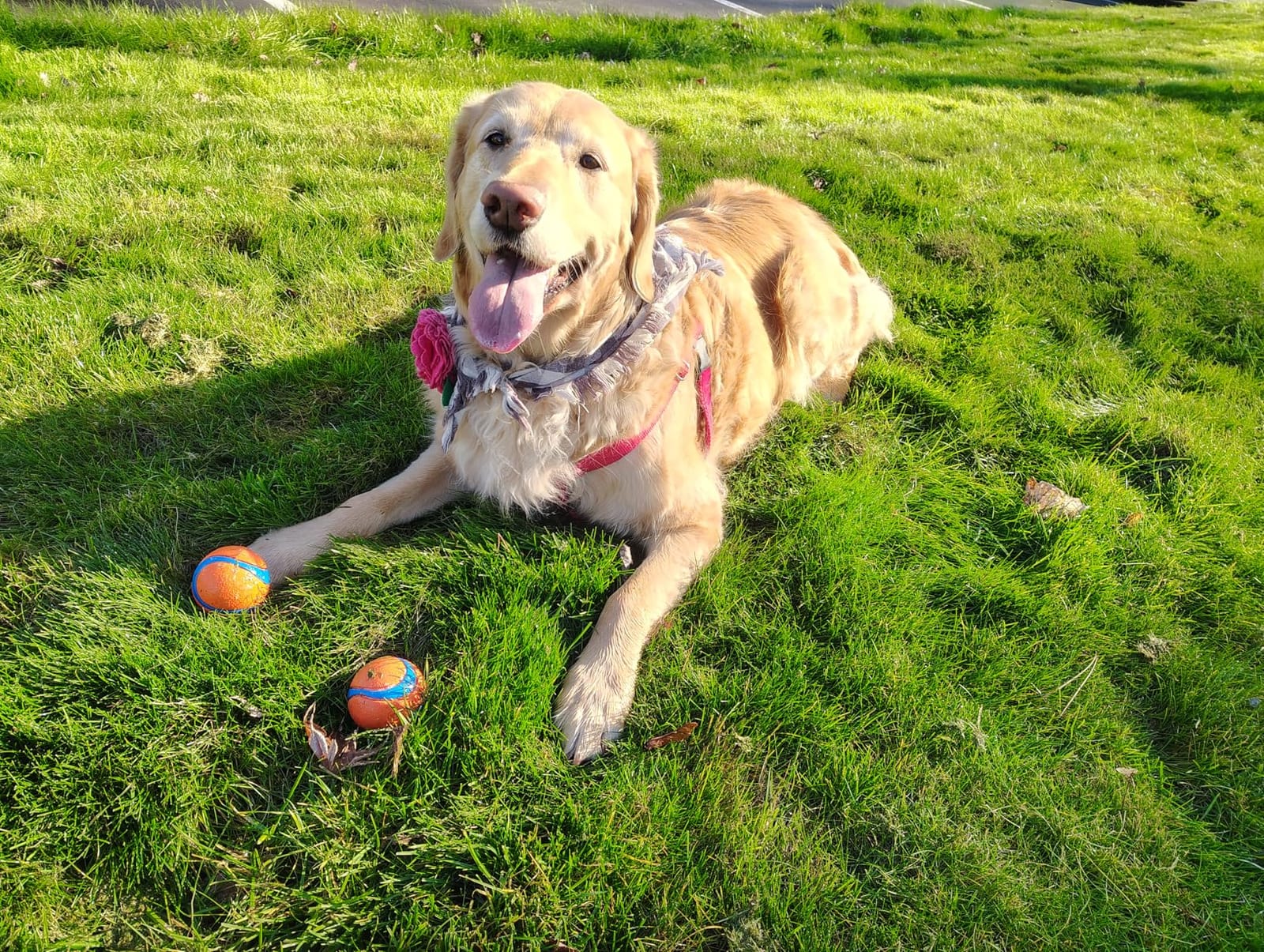 Chuckit! Ultra Ball customer photo 2