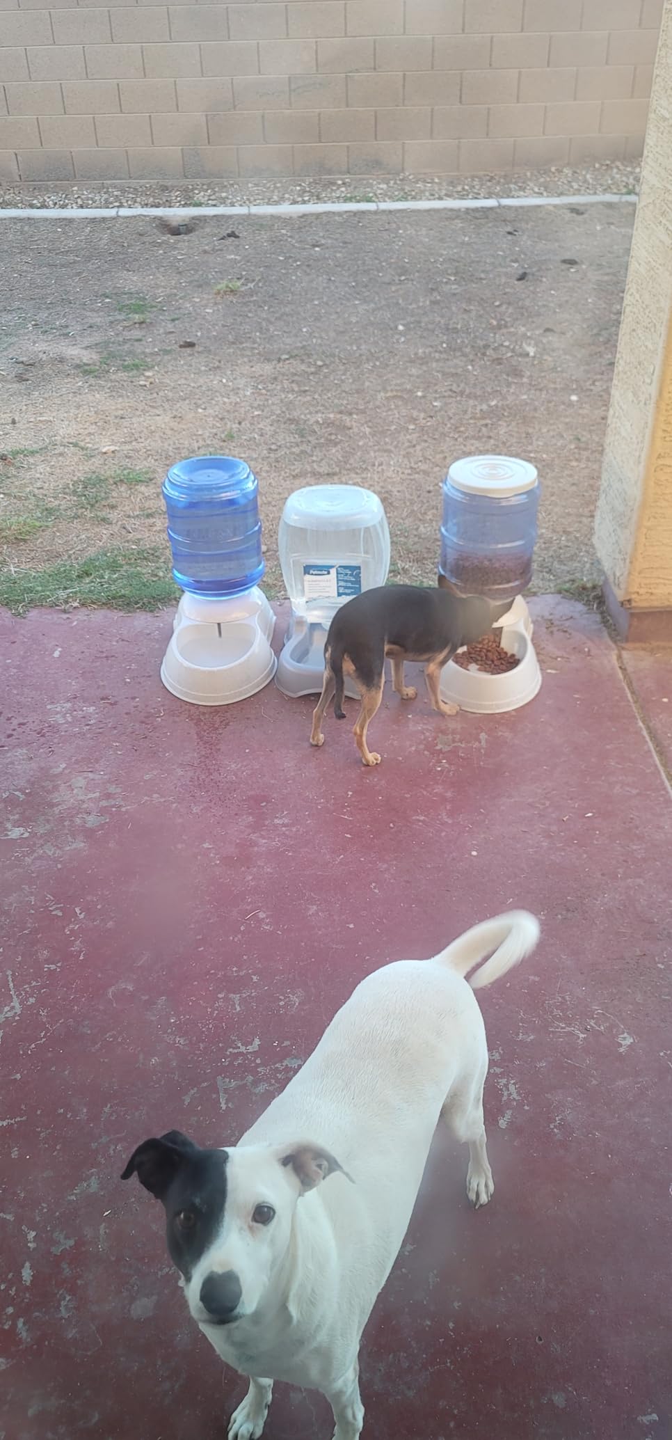 Amazon Basics Feeder Set customer photo 2