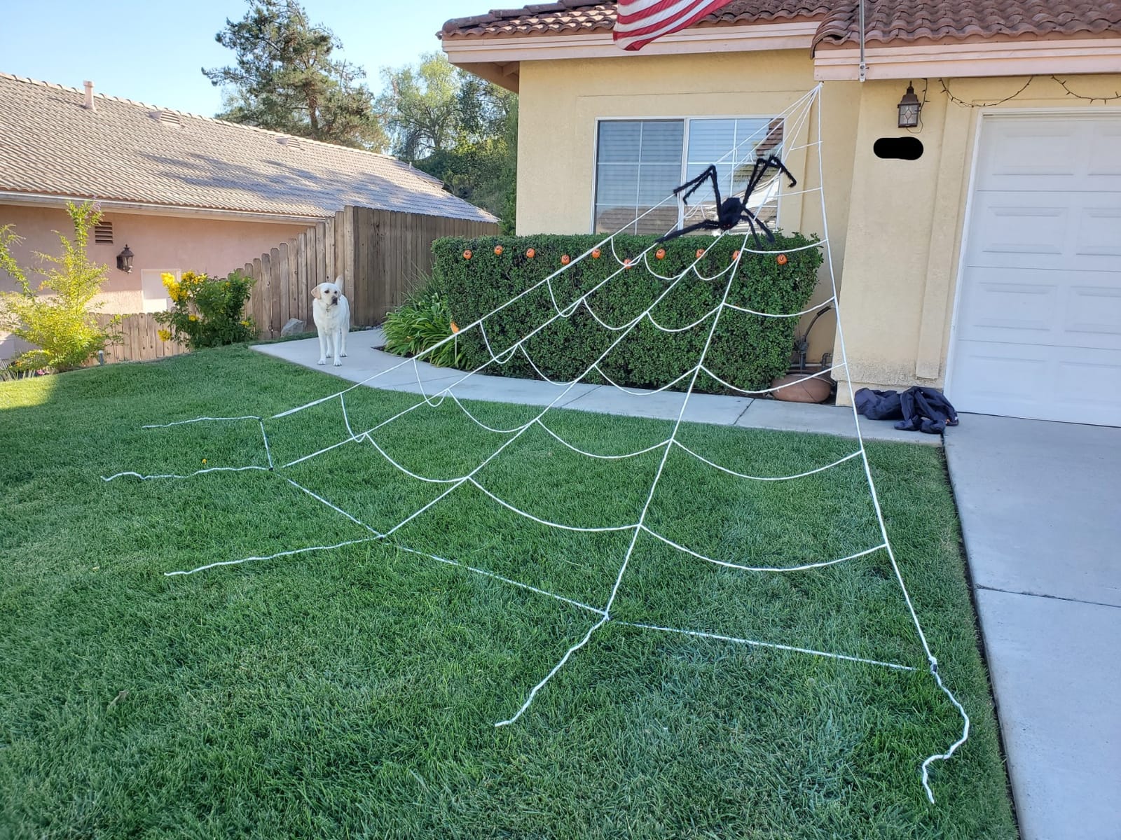 OCATO Spider Web Set customer photo 1