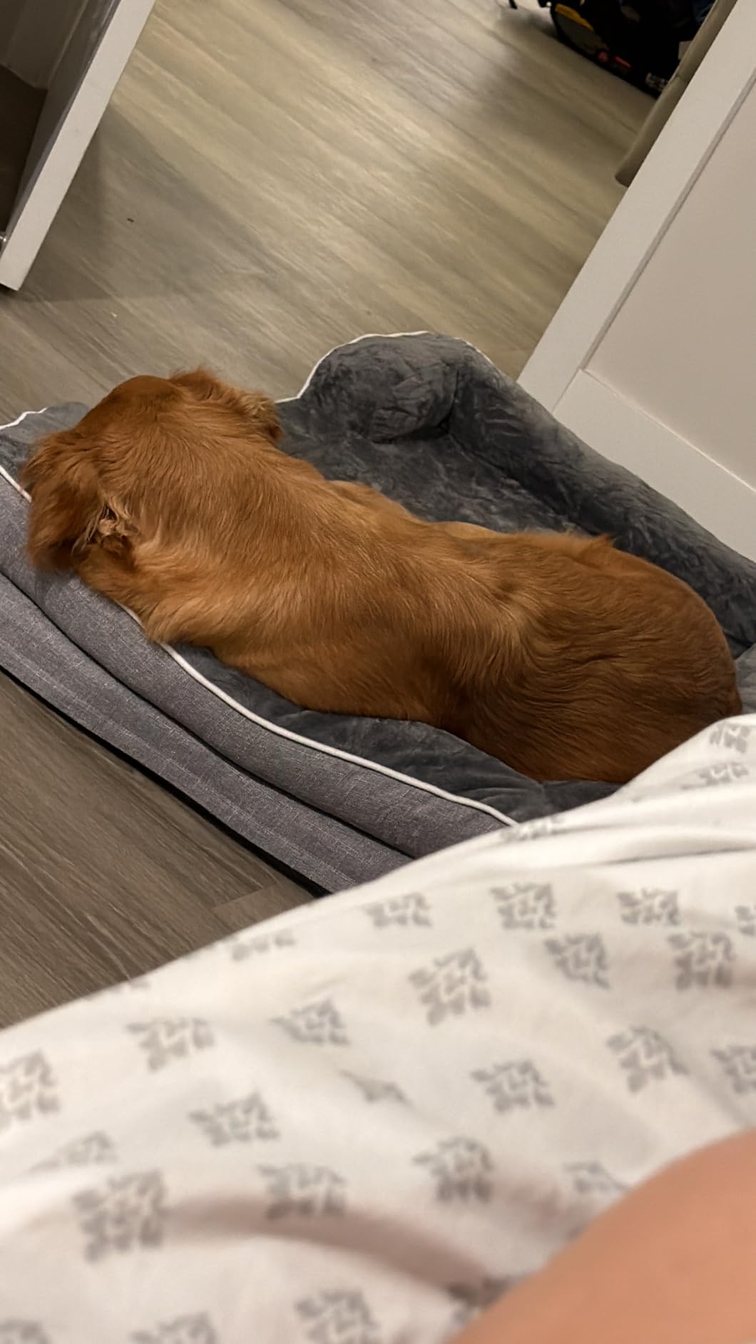 EHEYCIGA XL Dog Bed customer photo 1