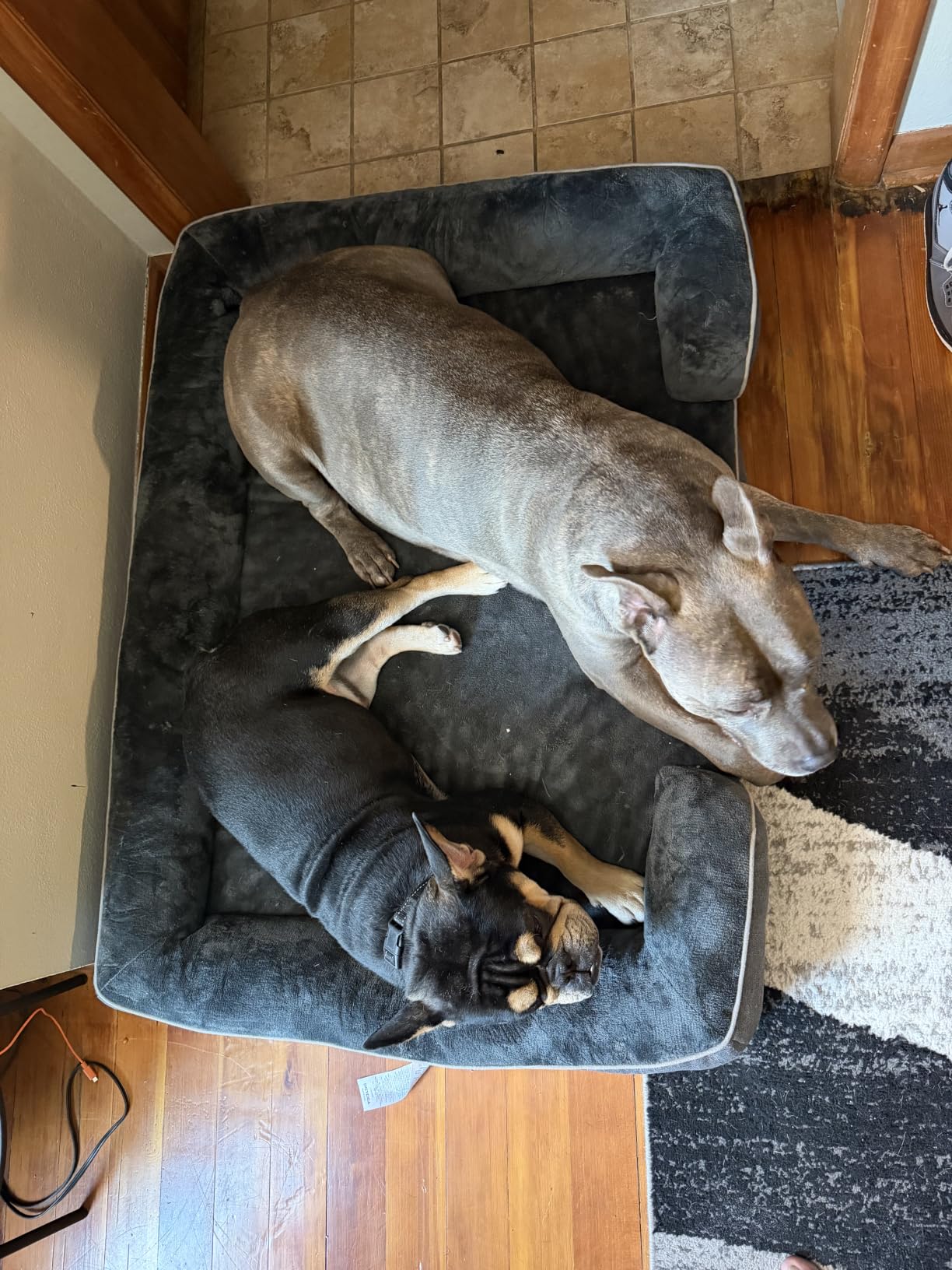 EHEYCIGA XL Dog Bed customer photo 2